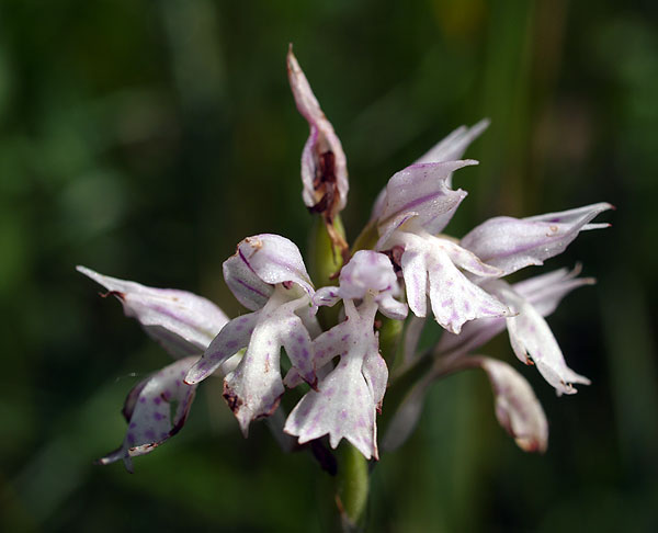 Neotinea tridentata